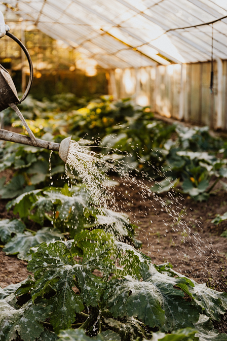 植物への散水